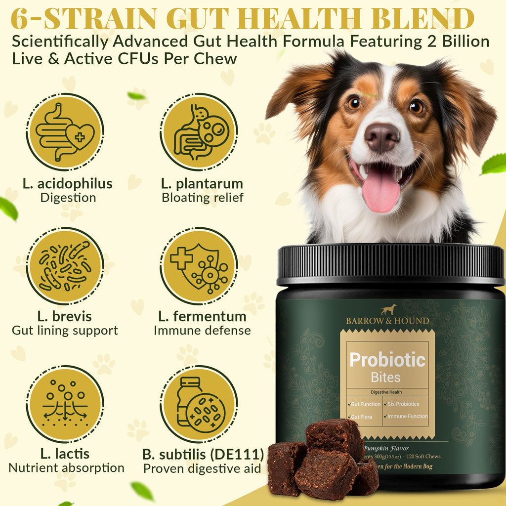 Probiotic Bites for Dogs – Gut Health & Digestive Support - Barrow & Hound